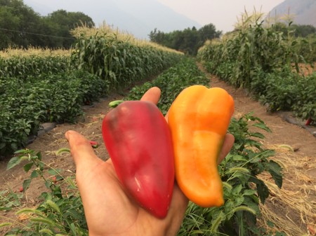 Peppers, Sweet (orange/red/yl)