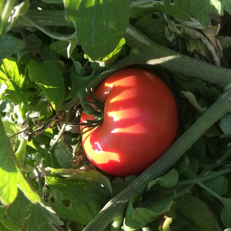 Tomatoes, Beefsteak (dense, sweet, delicious!)