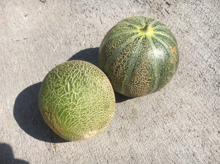 Melon, Galia (green-fleshed, like Honeydew)