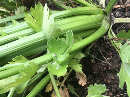 Celery - dark green, leafy!