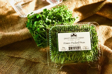 Micro-Greens, Power-Packed Pea Shoots (non-org)