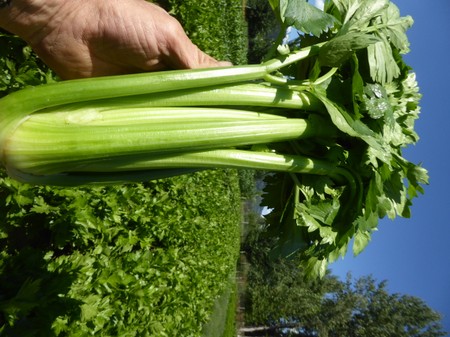 Celery (dark green leafy, strong celery flavour!)