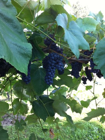 Grapes, Coronation (amazing flavour this year!  don't miss out!)