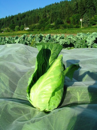 Cabbage, Sweetheart (cone-shaped!)