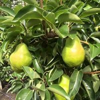 Pears, Bartlett (smooth + sweet!)