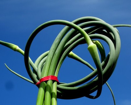 Garlic Scapes (click for a pic and some ideas!)