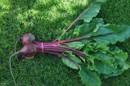 Beets, Red Bunched (with delicious greens!)