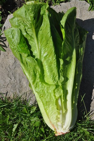 Romaine Lettuce
