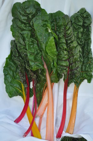 Chard, Rainbow